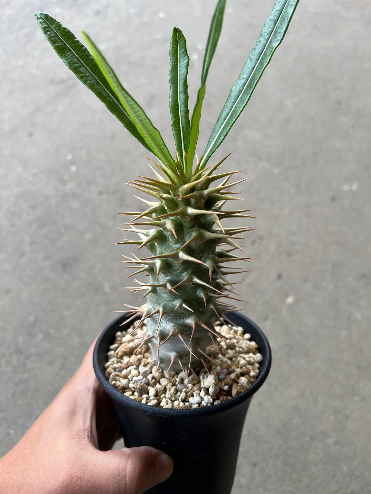 パキポディウム アンボンゲンセ | STELLA.PLANTS パキポディウム アンボンゲンセ | STELLA.PLANTS