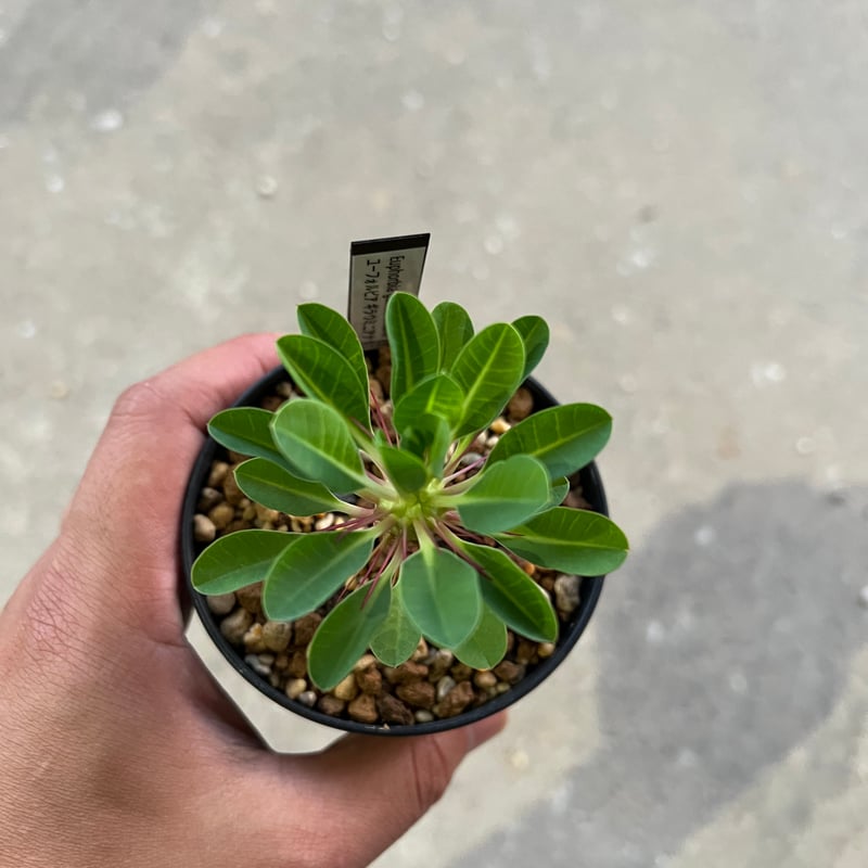ユーフォルビア ギラウミニアナ実生 | STELLA.PLANTS ユーフォルビア ギラウミニアナ実生 | STELLA.PLANTS