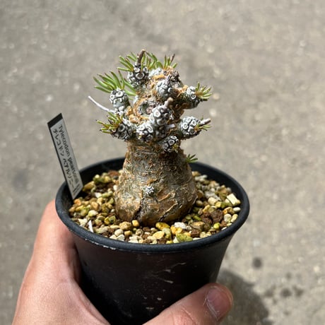 CATEGORY コーデックス | STELLA.PLANTS