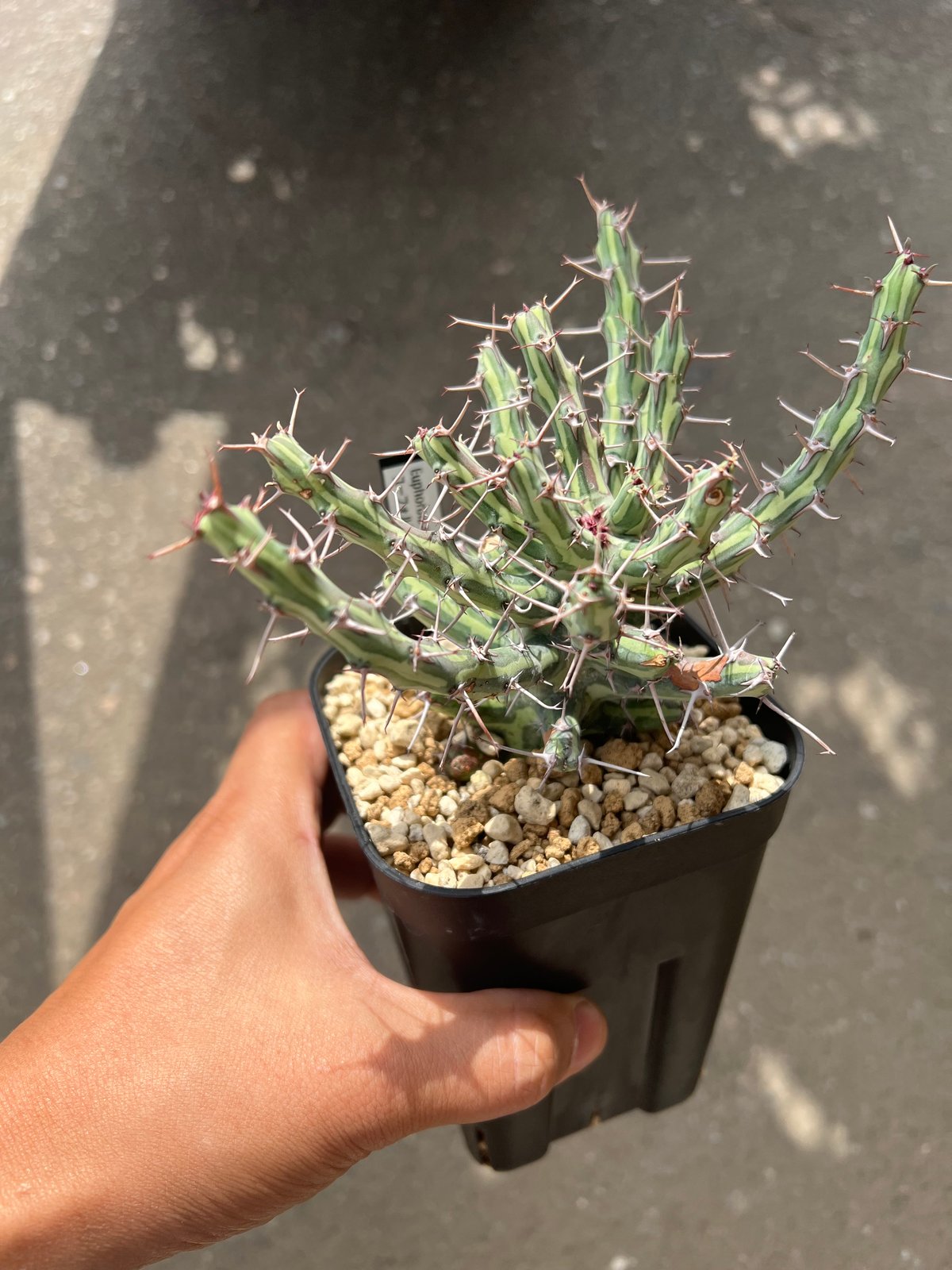 ユーフォルビア シザカンサ | STELLA.PLANTS