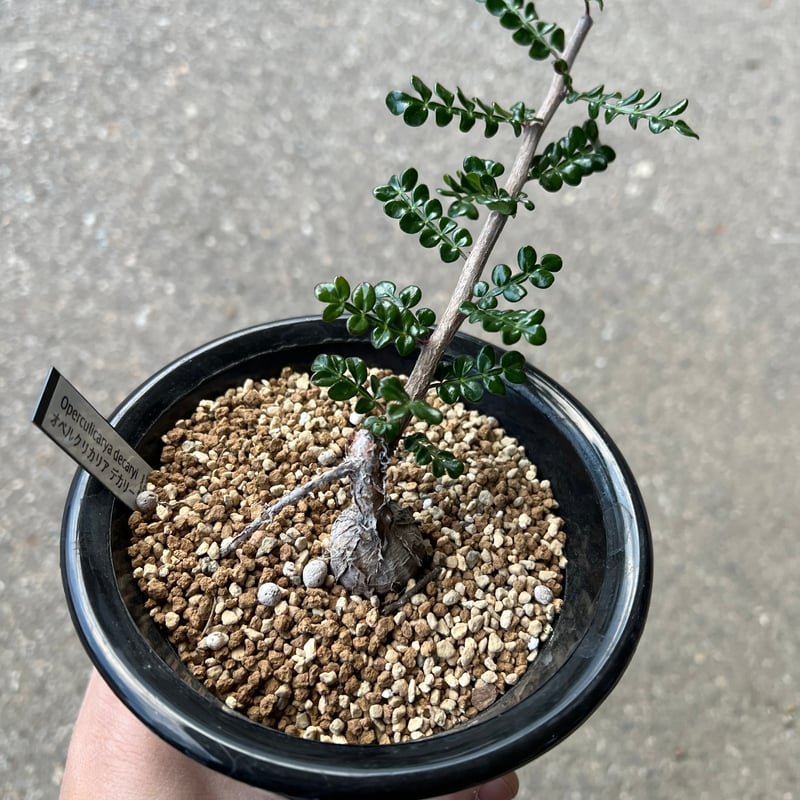 オペルクリカリア デカリー7 | STELLA.PLANTS