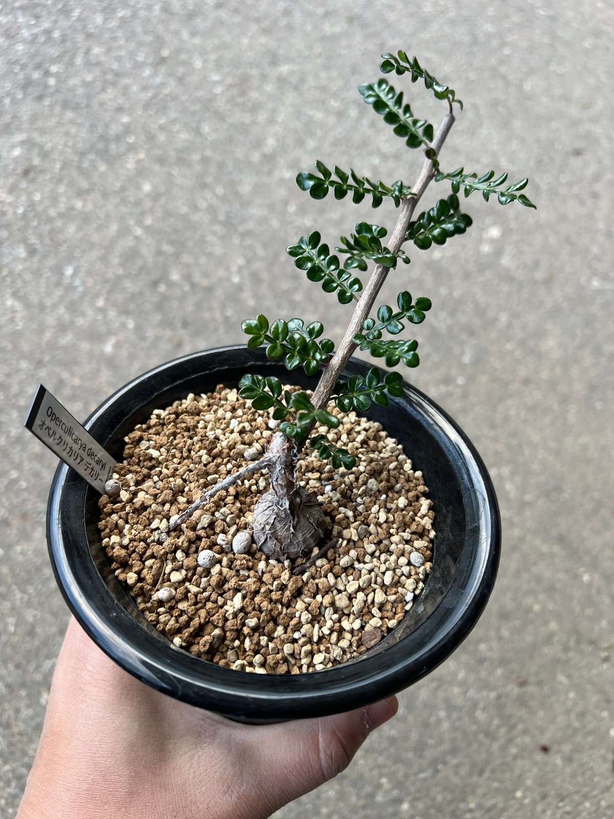 オペルクリカリア デカリー7 | STELLA.PLANTS