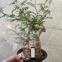 オペルクリカリア パキプス