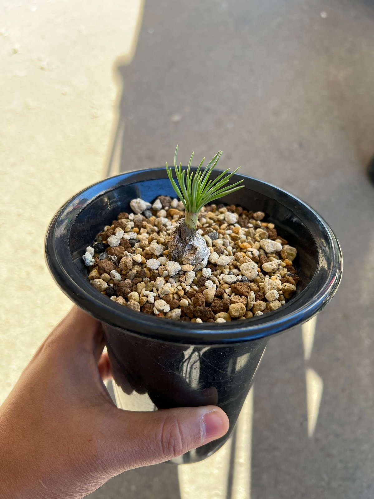 ゲチリスグランディフローラ 現地株 発根済み 【公式通販】