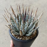 アガベ ユタエンシス エボリスピナ