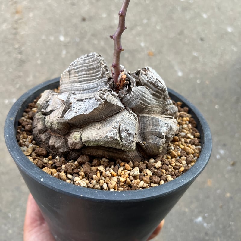アフリカ亀甲竜 5.5寸6 | STELLA.PLANTS アフリカ亀甲竜 5.5寸6 | STELLA.PLANTS