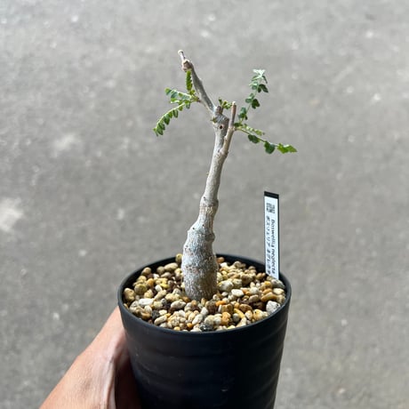 ボスウェリア ネグレクタ2