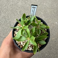 パキポディウム 恵比寿笑い4