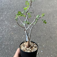 パキコルムス ディスカラー4