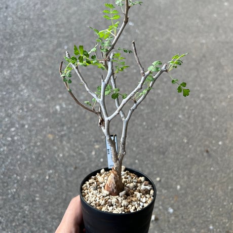 パキコルムスディスカラー | STORES