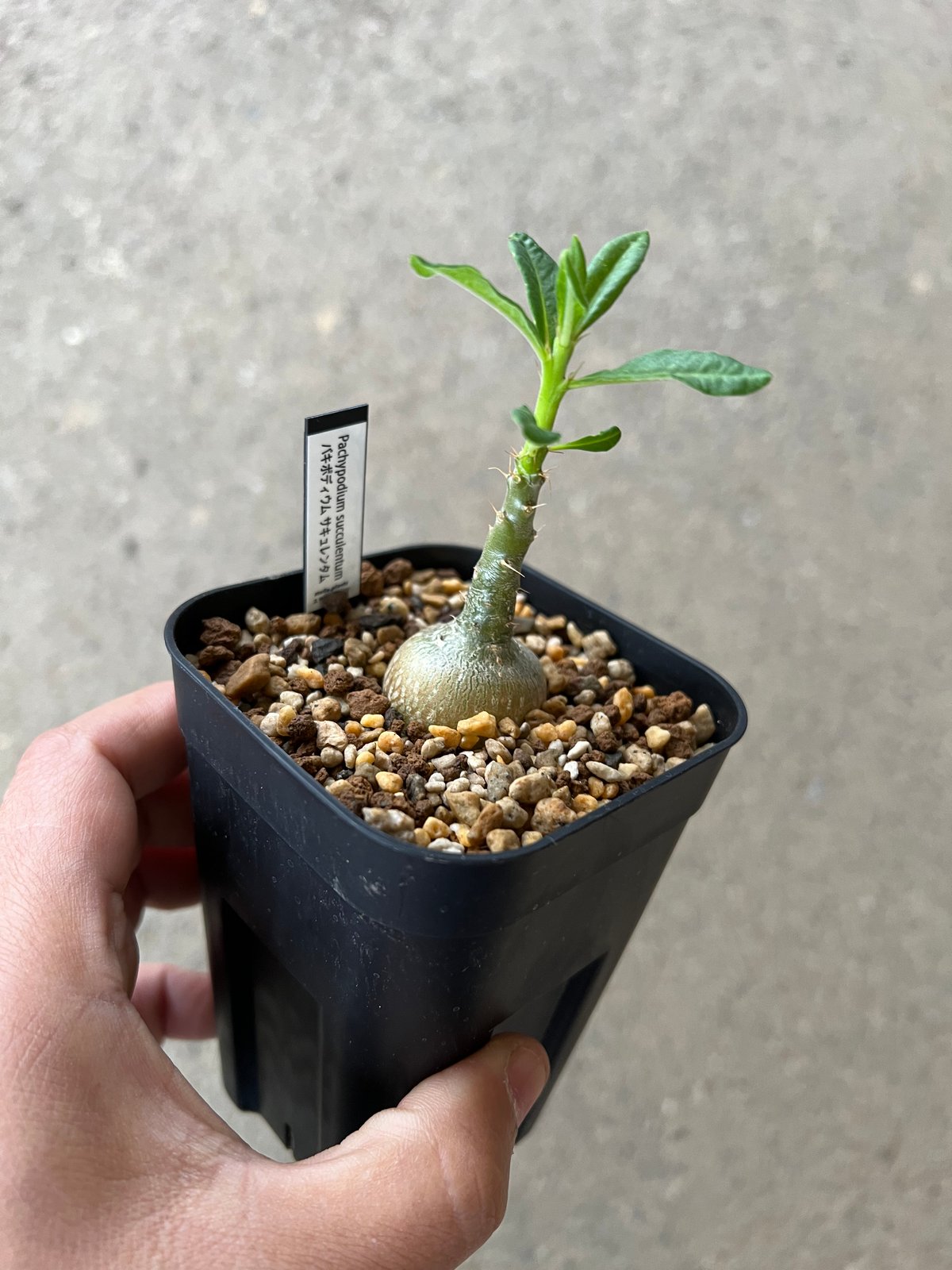 パキポディウム サキュレンタム | STELLA.PLANTS Pachypodium