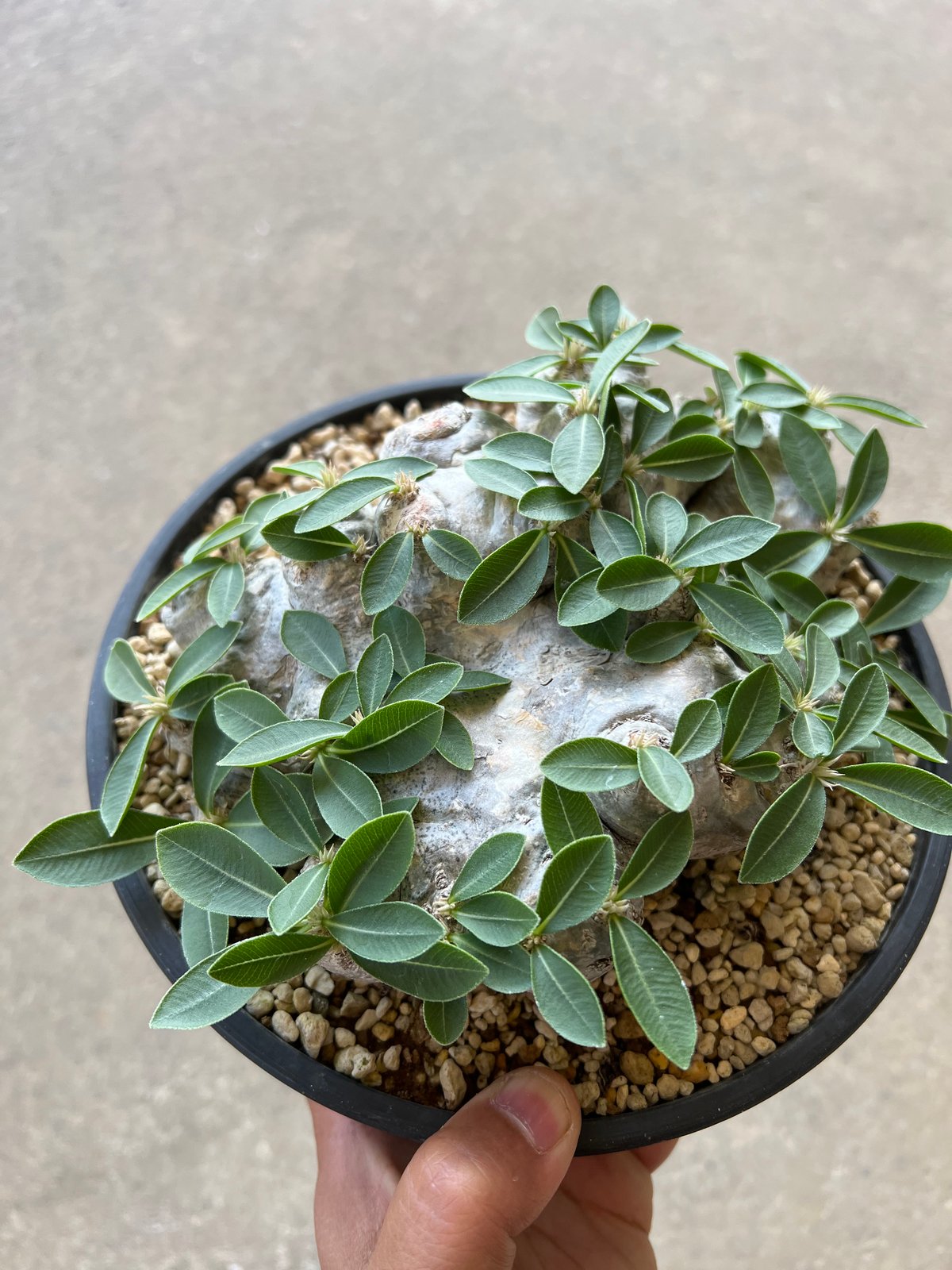 パキポディウム ブレビカウレ 恵比寿笑い | STELLA.PLANTS