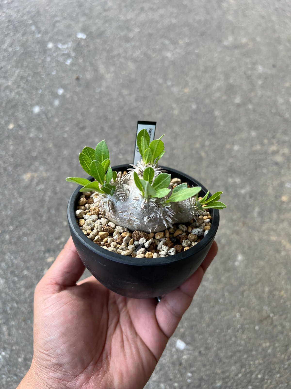 【週末Sale】パキポディウム 恵比寿笑い ⑥ パキポディウム 恵比寿笑い | GREEN LUCK