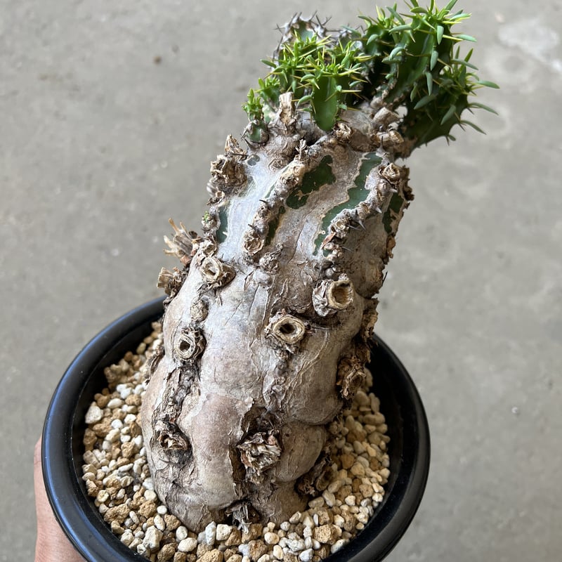 ⑤ユーホルビア ムランジーナ 格安買取 相場 植物/観葉植物 sbdg.org