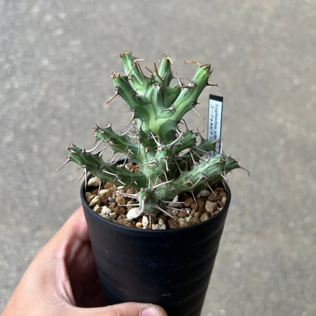 ④ユーフォルビア　ルディス ④ユーフォルビア ルディス Yahoo!オークション - D28 Euphorbia rudis