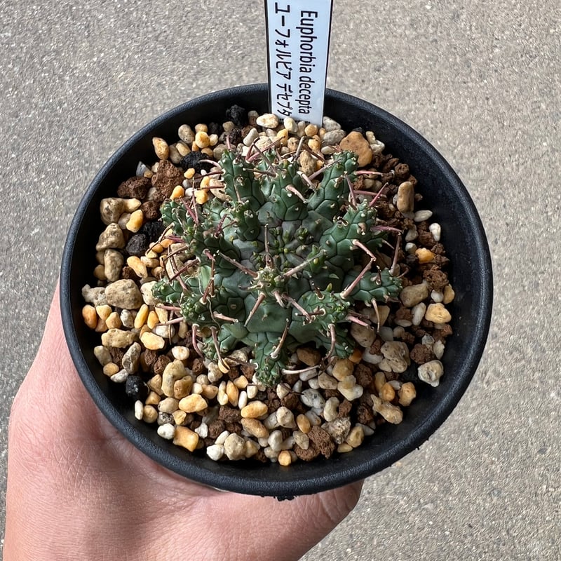 ユーフォルビア デセプタ2 | STELLA.PLANTS