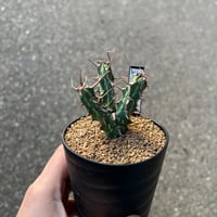 ユーフォルビア カリサナ1