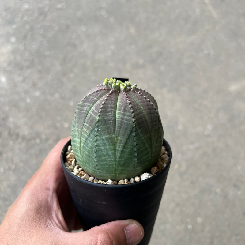 ユーフォルビアオベサ 雌株 鉢 ユーフォルビア・オベサ (Euphorbia