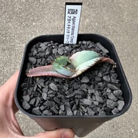 アガベ チタノタ 'シーザー' 子株 | STELLA.PLANTS