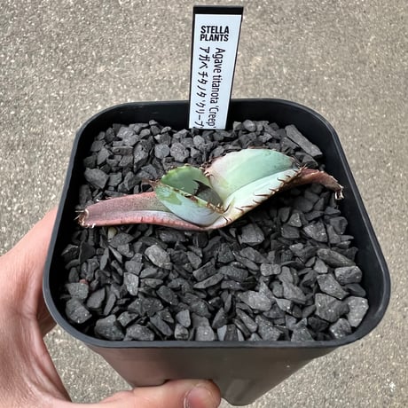 CATEGORY アガベ | STELLA.PLANTS