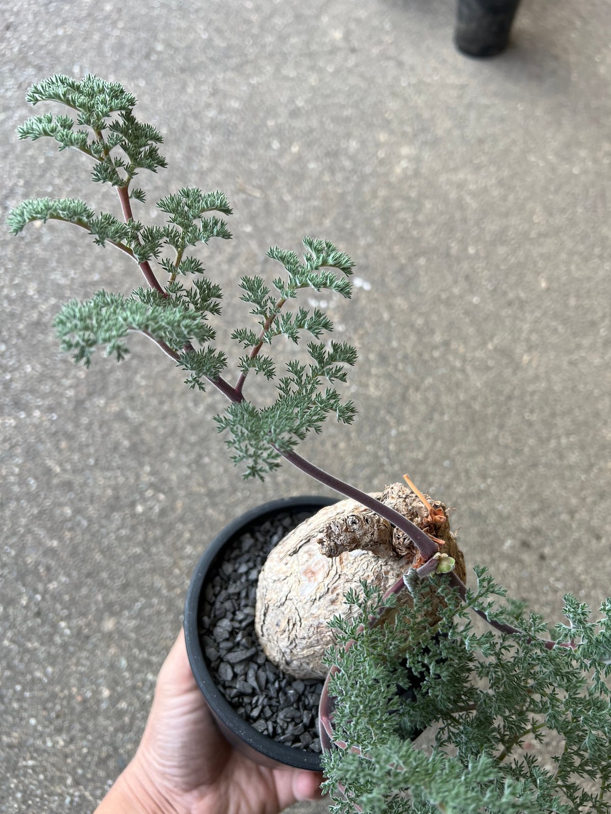 ペラルゴニウム トリステ | STELLA.PLANTS