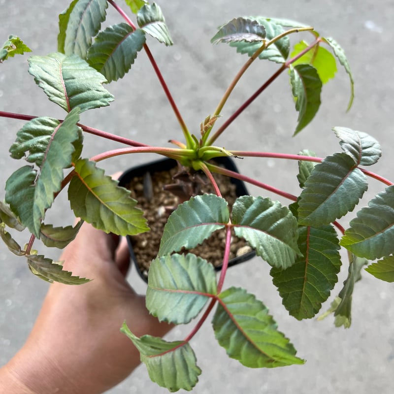 ベイセリア メキシカーナ | STELLA.PLANTS