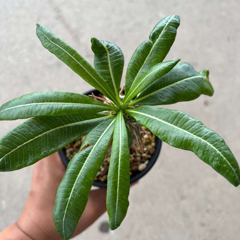 パキポディウム アンボンゲンセ | STELLA.PLANTS パキポディウム アンボンゲンセ | STELLA.PLANTS
