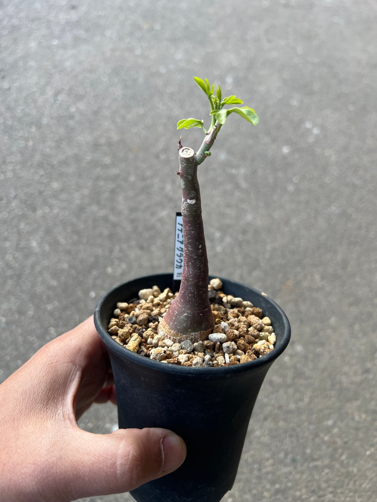 アデニアグラウカ アデニア グラウカ3 | STELLA.PLANTS