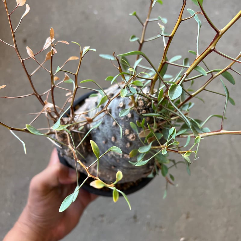 フォークイエリア コルムナリス 観峰玉 | STELLA.PLANTS
