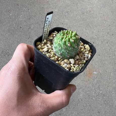 ユーフォルビア　ギムノカリキオイデス1
