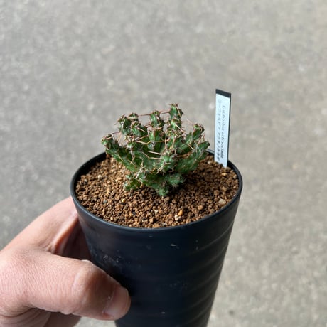 ユーフォルビア アクチノクラダ