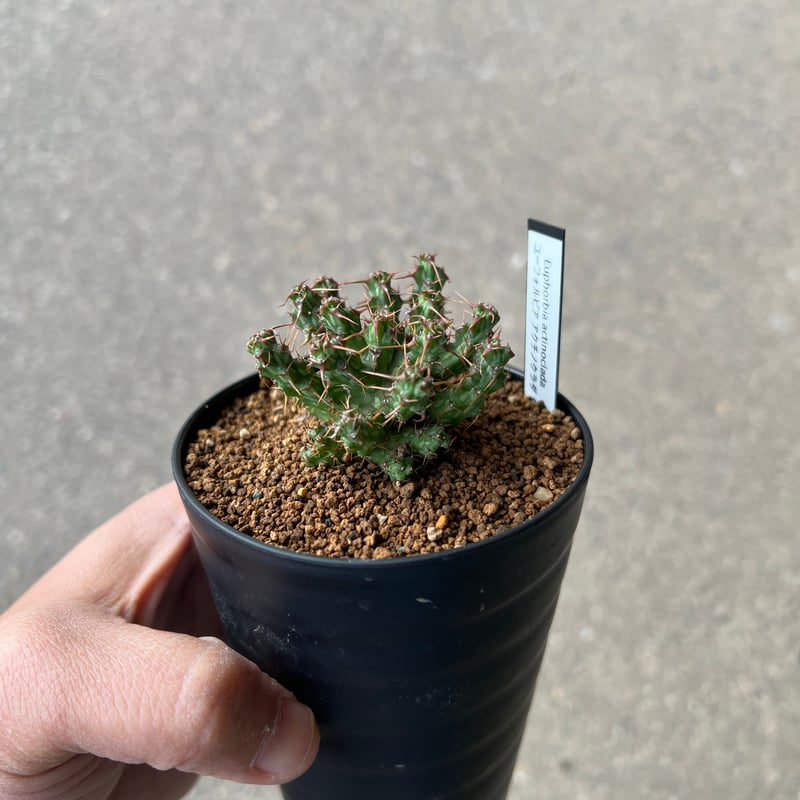 ユーフォルビア アクチノクラダ | STELLA.PLANTS