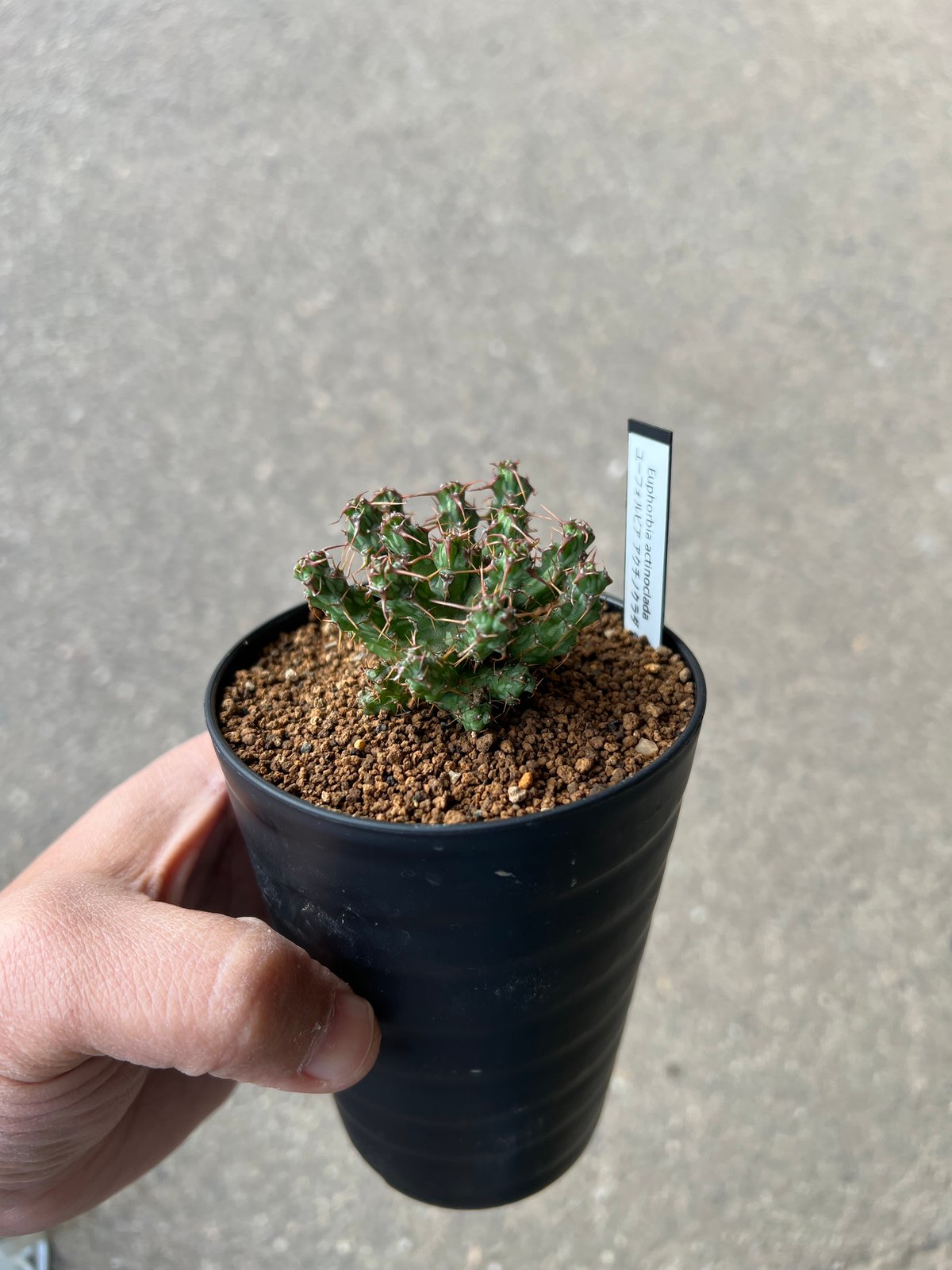 ユーフォルビア アクチノクラダ | STELLA.PLANTS