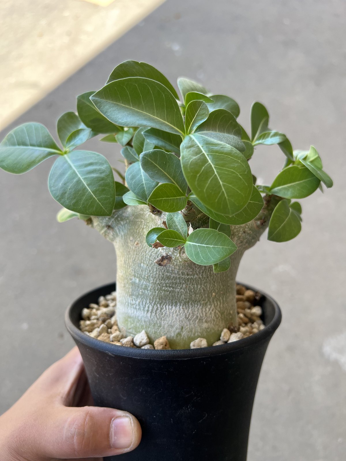 アデニウム・アラビカム・ドワーフ(Adenium arabicum dwarf