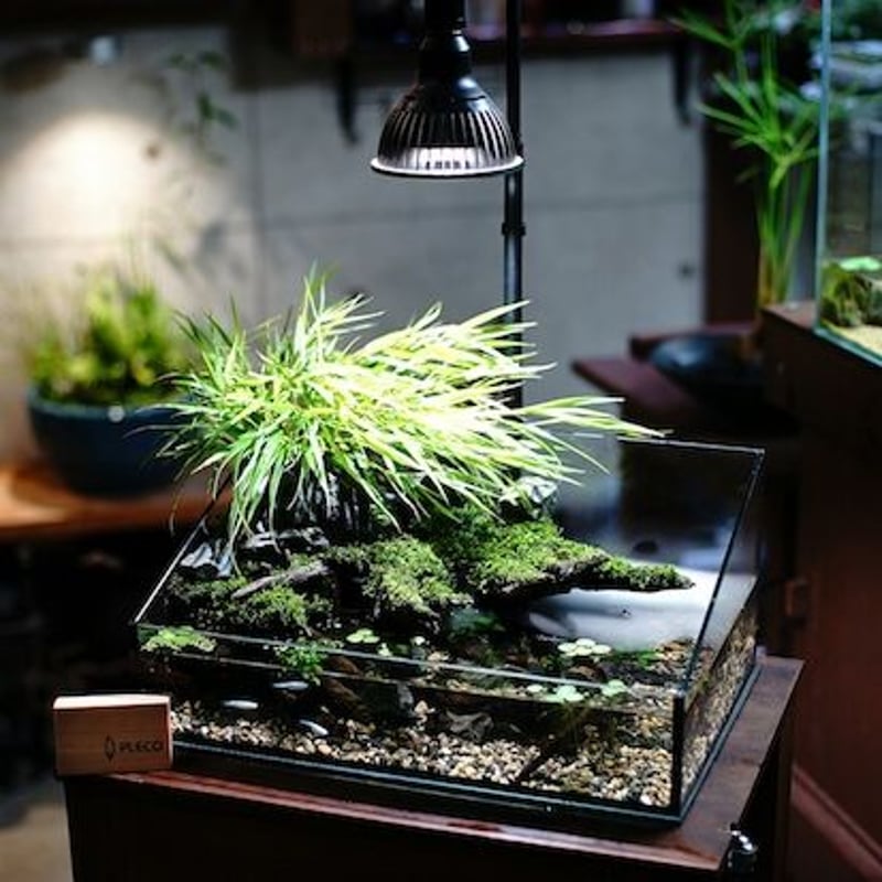 AMATERAS-10W】 | STELLA.PLANTS