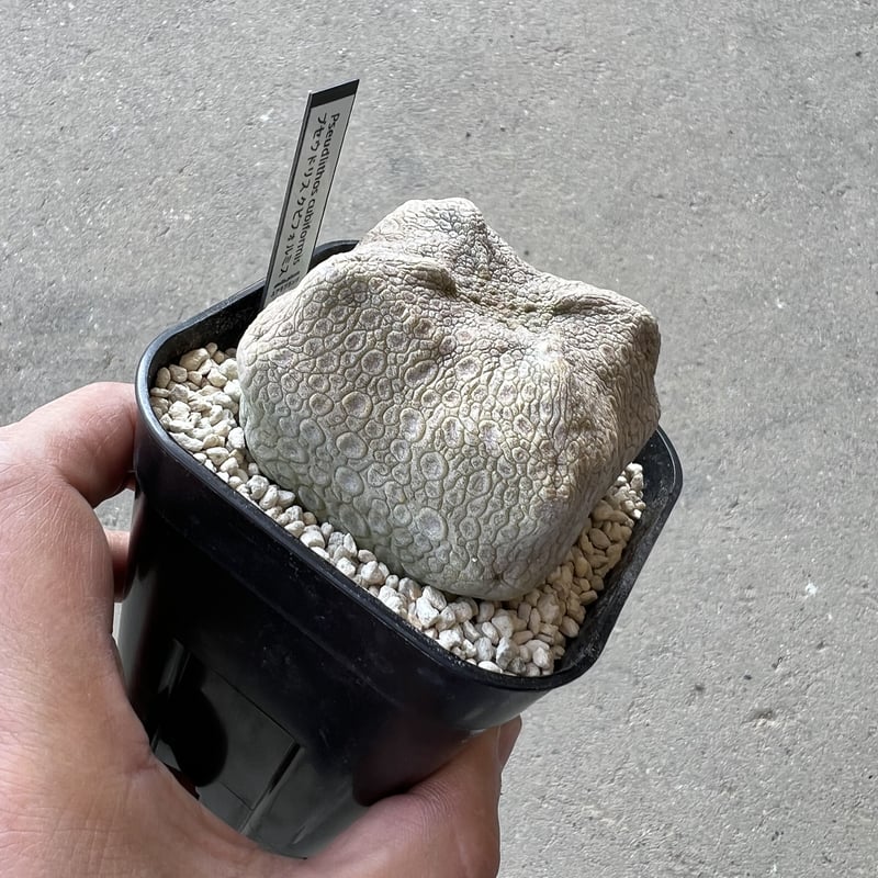 プセウドリトスクビフォルミス　第四種 プセウドリトス クビフォルミス 第四種 プセウドリトス