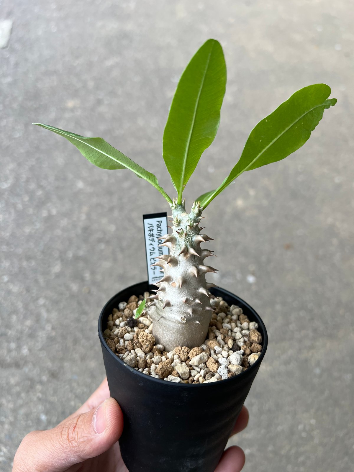 国内実生　パキポディウムビカラー　◆鉢付き 国内実生約40年ビカラー #pachypodium #bicolor #パキポディウム