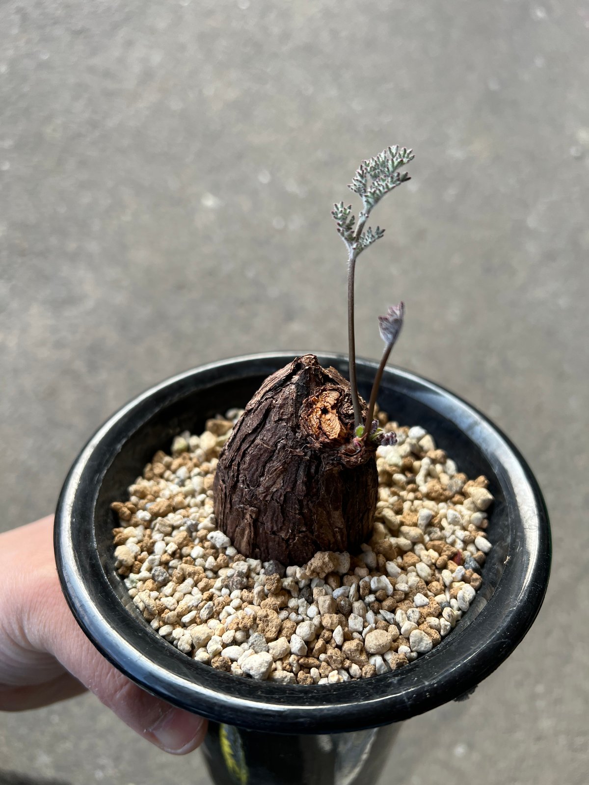 最終価格　ペラゴニウム　トリステ　鉢付き　手渡し可能 ペラルゴニウム トリステ | STELLA.PLANTS