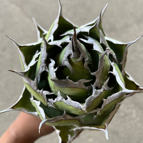 CATEGORY アガベ | STELLA.PLANTS