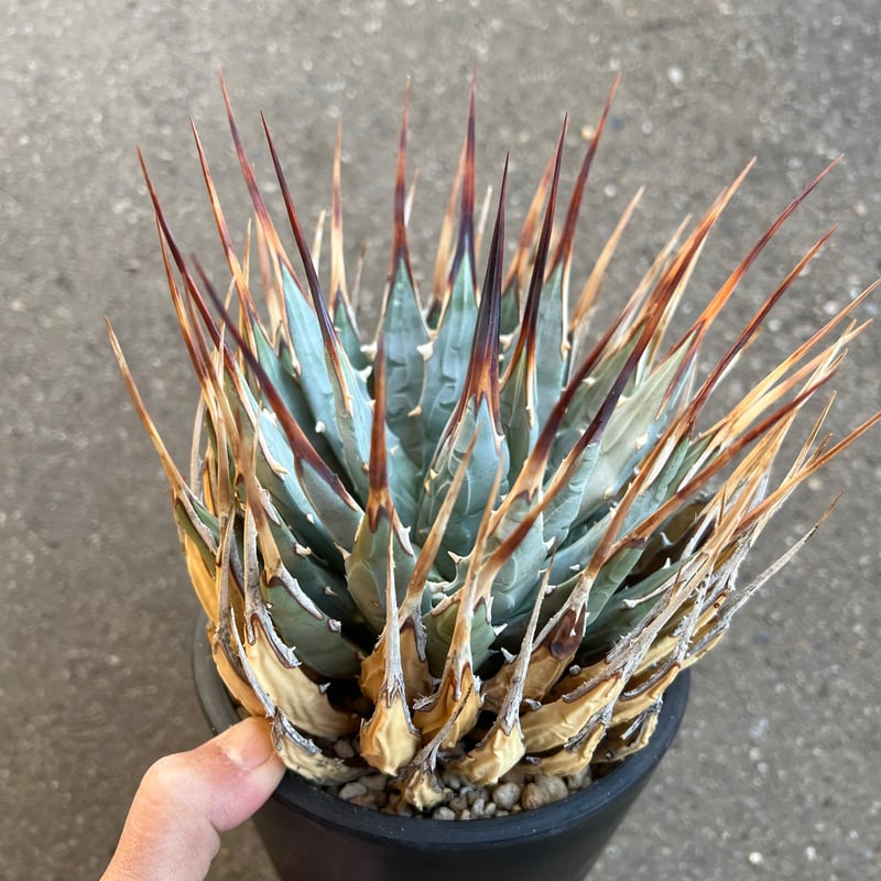 ユタエンシス エボリスピナ 5寸鉢サイズ | STELLA.PLANTS