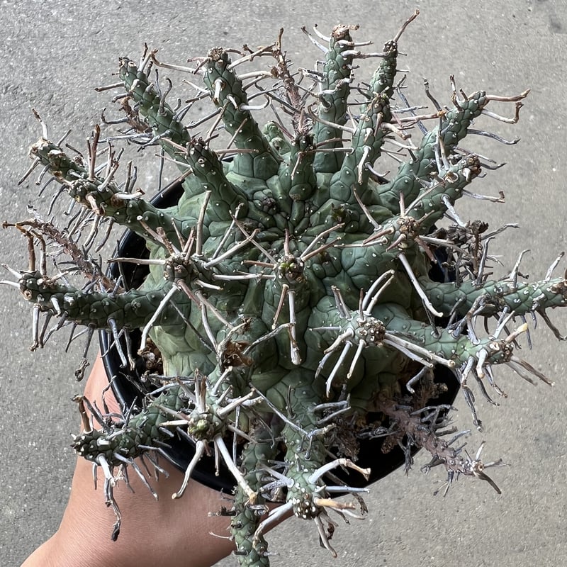 Ramat Planter #277 × ユーフォルビア デセプタ Ramat Planter #277