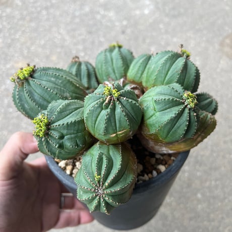 ユーフォルビア オベサ梵天