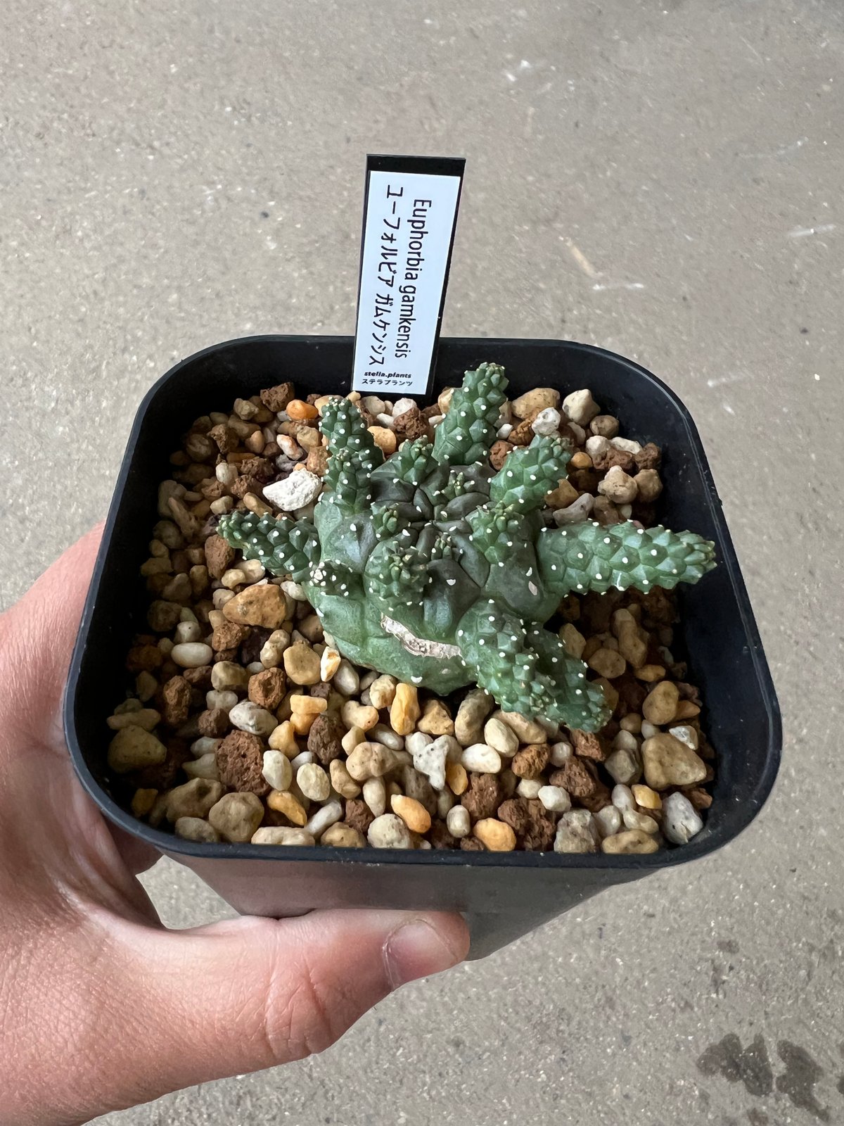 1514ユーフォルビア ガムケンシス 実生Euphorbia gamkensis ユーフォルビア ガムケンシス | STELLA.PLANTS