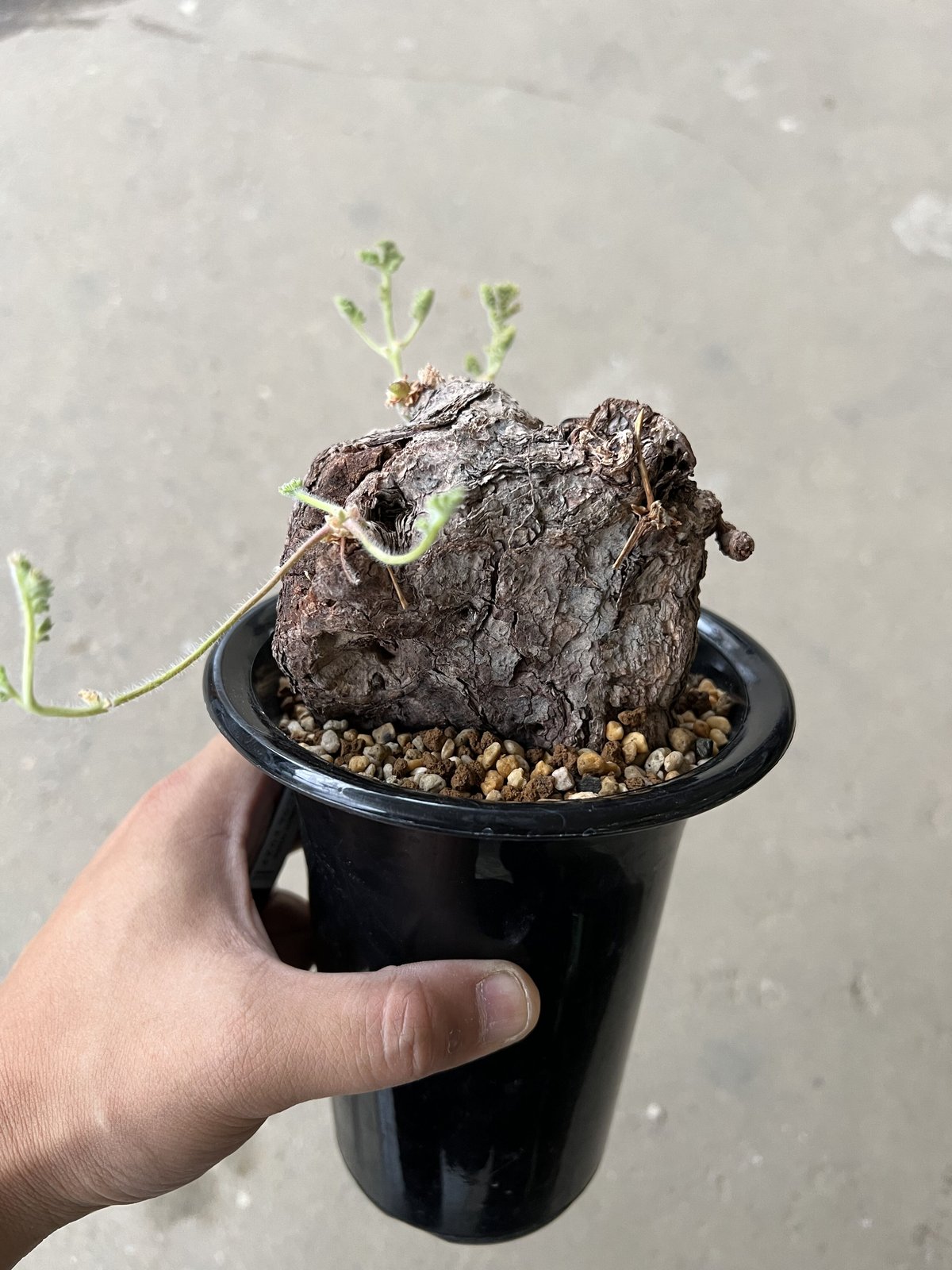 【塊根植物】 ペラルゴニウム トリステ現地株＋N/OH 澪標 塊根植物】 ペラルゴニウム トリステ現地株＋N/OH 澪標 ペラルゴニウム