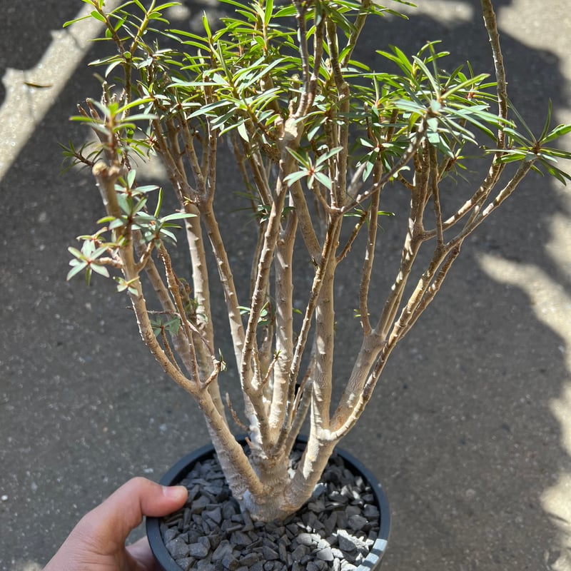 ユーフォルビア　バルサミフェラ ユーフォルビア バルサミフェラ「 Euphorbia balsamifera」7/30