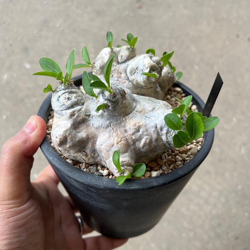 パキポディウム ブレビカウレ 恵比寿笑い | STELLA.PLANTS パキポディウム ブレビカウレ 恵比寿笑い | STELLA.PLANTS