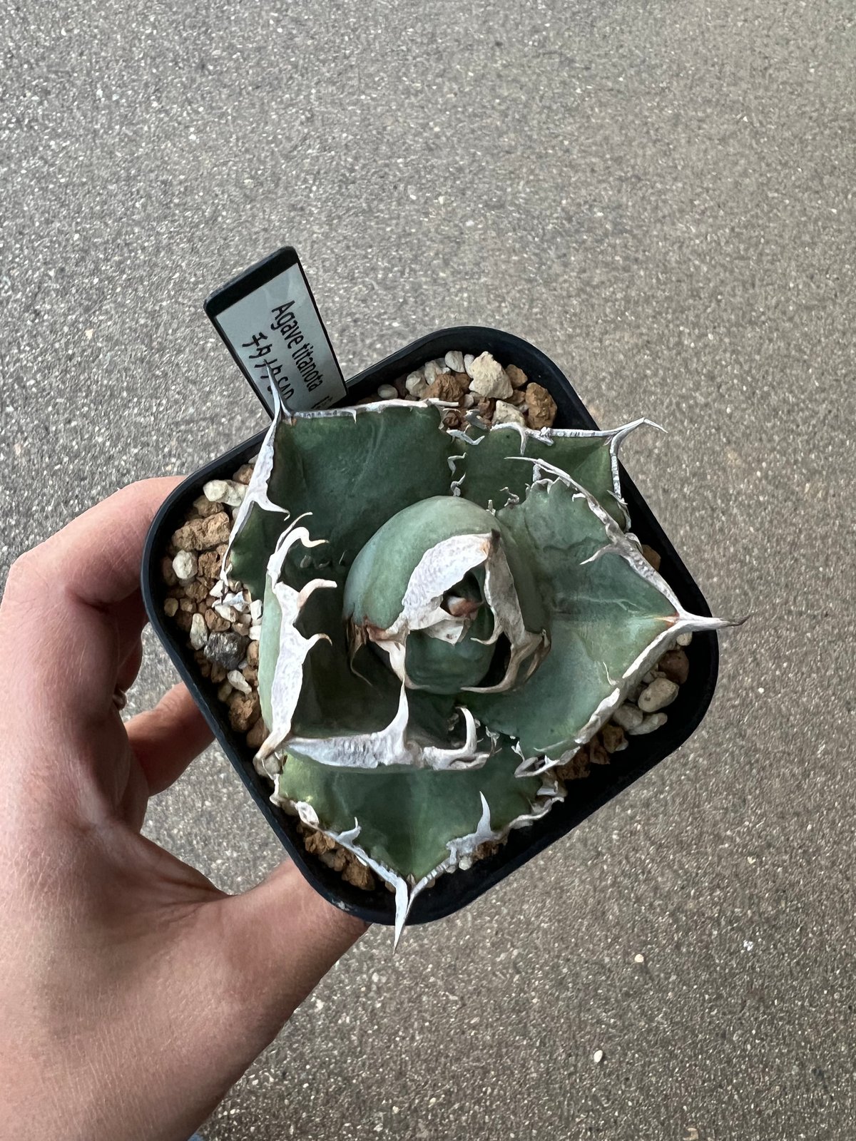 アガベ チタノタ SAD 1 | STELLA.PLANTS