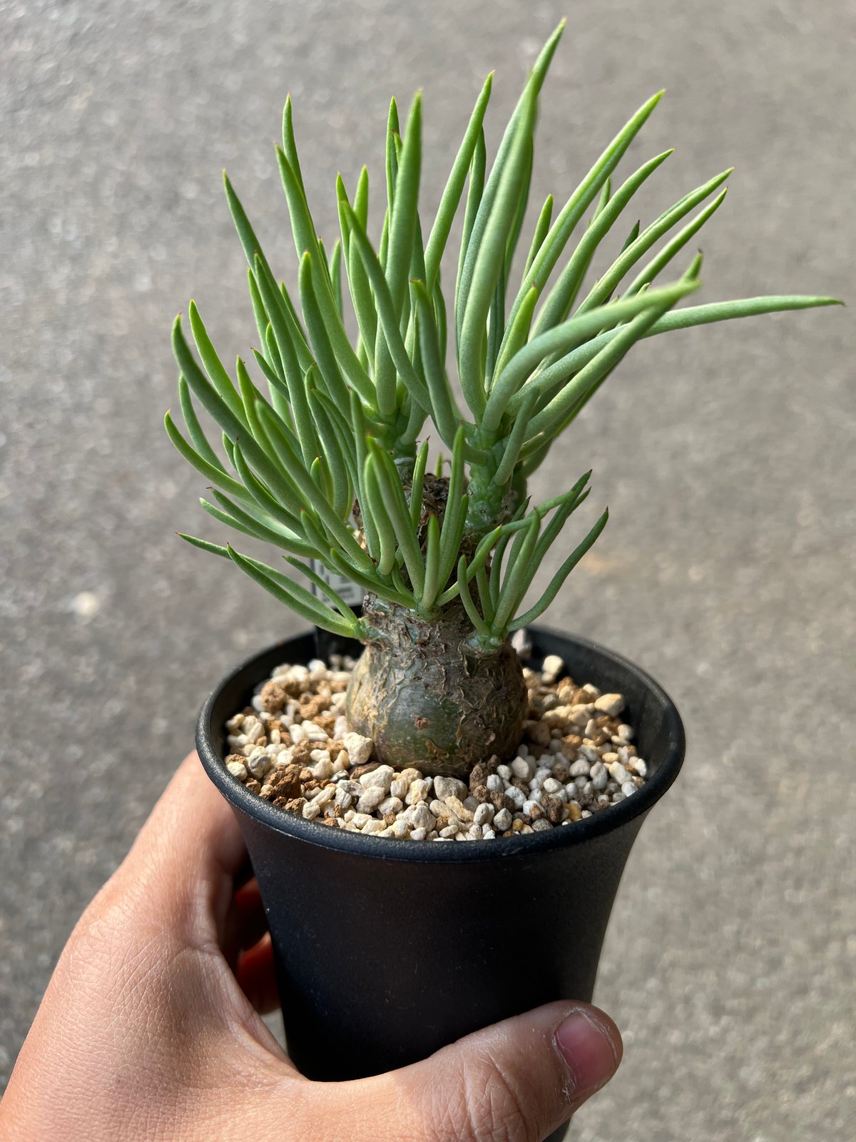 チレコドン ペアルソニー3 | STELLA.PLANTS