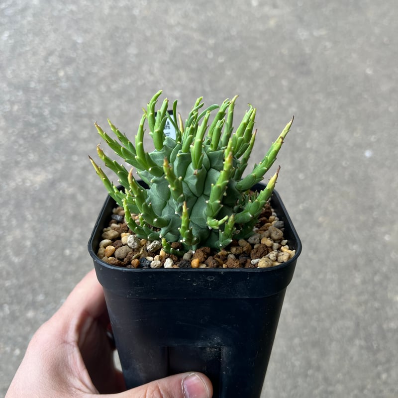 ユーフォルビア スコエランディ 闘牛角5 | STELLA.PLANTS