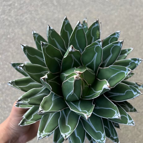 Agave 笹の雪